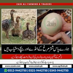 Ostrich eggs and chick's available 03459442750 Zain Ali Farming