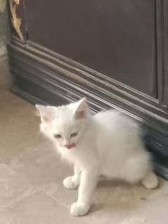 Persian cat full active urgent for sale