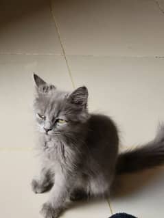 4 month old Gray fully trained persion kitten