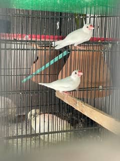 Java pair for sale