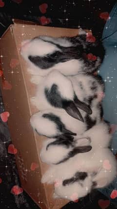 Rabbits black and white Detch