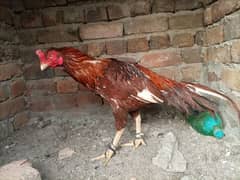 Pure Mianwali Chicks For Sale