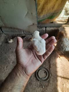 aseel hen and chick's for sale