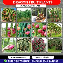 Dragon fruit plants available 03129442750 Zain Ali Farming & Traders