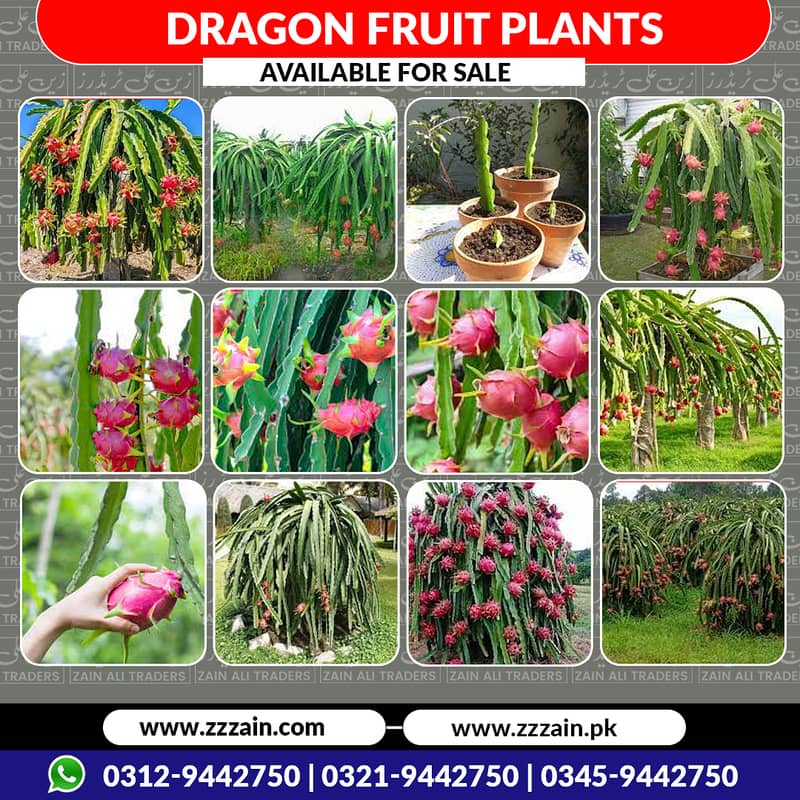 Dragon fruit plants available 03129442750 Zain Ali Farming & Traders 0