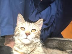 cute and playfull cat with 3 female kittens for adoption