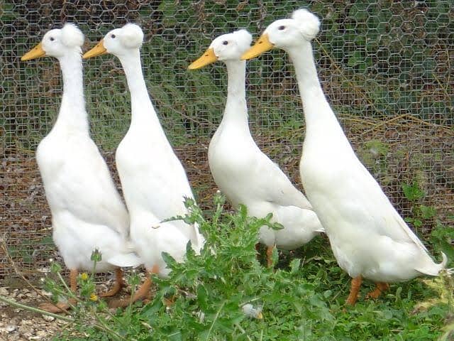 Different types of Ducks available 03129442750 Zain Ali Farming & Trad 1