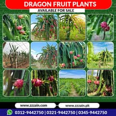 Dragon fruit Seeds/plants available 03129442750 Zain Ali Farming & Tra