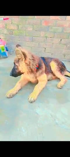 jarman shafd age 1 sall dogs bahut pyarya bebi 03257136365
