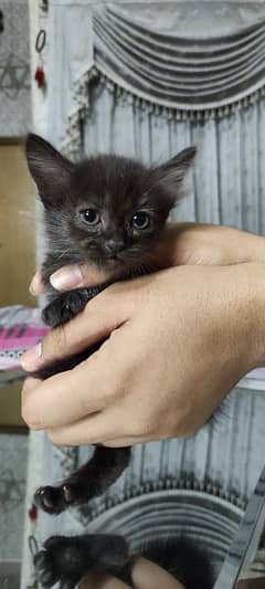 cute adorable kitten