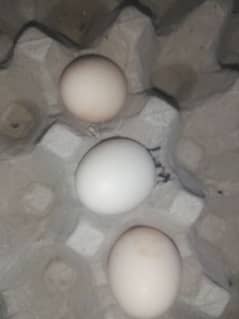 Heera aseel fertile egg