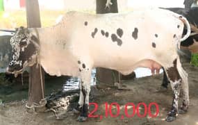 سات حصوں والی گائے دستیاب ہے رابطہ 03125173572