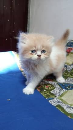 Persian Kittens / Punch face