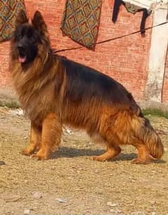 German Shepherd Dog urgent for sale WhatsApp on 03478616105