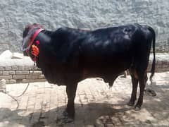 Bachra / cow for qurbani/ wacha