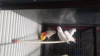 Albino splits/birds/lovebirds/parrots