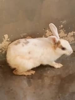 Rabbit Pair age 6 Months with 5 Kid rabbits agg 33 days  Rs 500 each