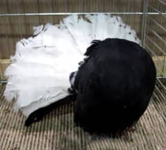 Black body white tail breader pair