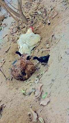 white aseel and desi hens