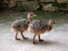 Ostrich chick for sale