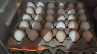 Fresh desi eggs for sale