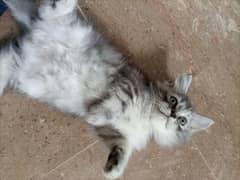 Persian cat for urgent sell
