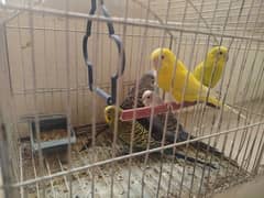 Budgies for sale 500 each