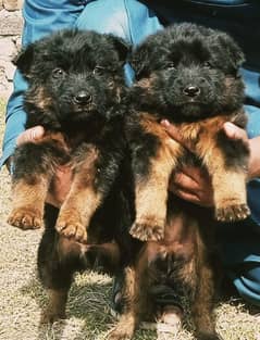 German Shepherd Dog | German Shepherd Puppies For Sale | GSD