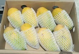sindhri export quality mangoes
