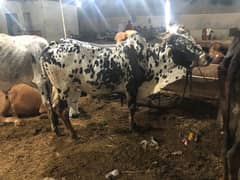 Cow sale for Qurbani
