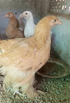 Heavy Cochin White and Golden 3 month chicks available