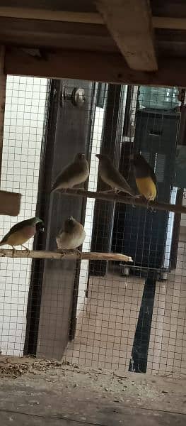 gouldian finch chicks 2