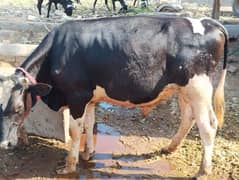 Qurbani Bulls | Cow | wacha | sahiwal | Desi cow|qurbani janwar