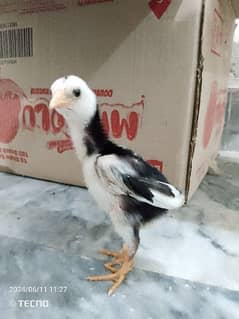 shamo chicks 1 month active and healthy chick