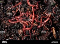 Worms vermicompost organic fertilizer