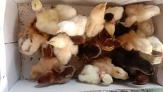 Desi | Golden | Misri Chicks Available for sale