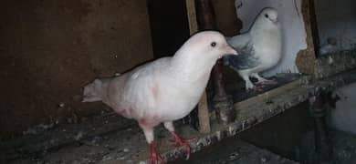 king pigeon breeder pair
