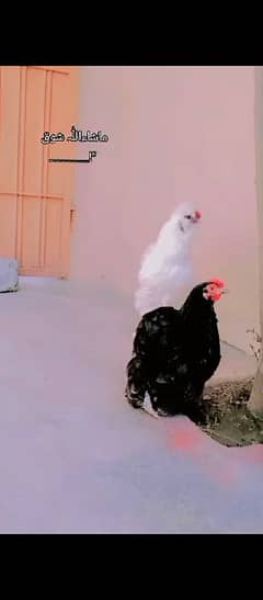 one eye white silkie male and banatm female for sale