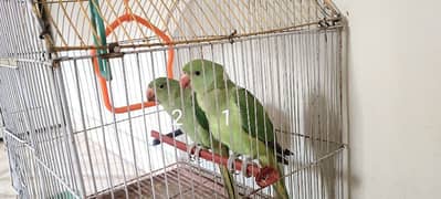 Ringneck Green Parrot  Pair 
(ماشاءاللہ) Full Active and Healthy