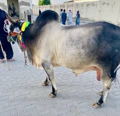 QURBANI BULLS | SAHIWALI COW | BACHRA | DESI JANWAR | CHOLISTANI COW