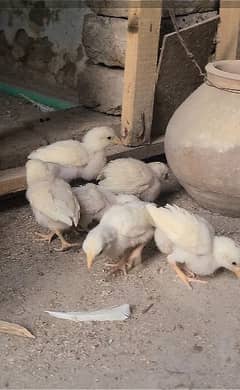 heera 20 days chicks