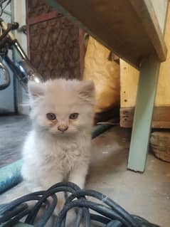 Persian Cat (kittens) 03354284155