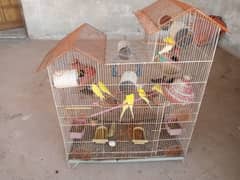 13 Pic Parrot With Penjra