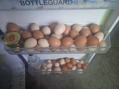 misri and loahman brown mix desi eggs , not fertile
