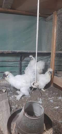 white silkie chicks