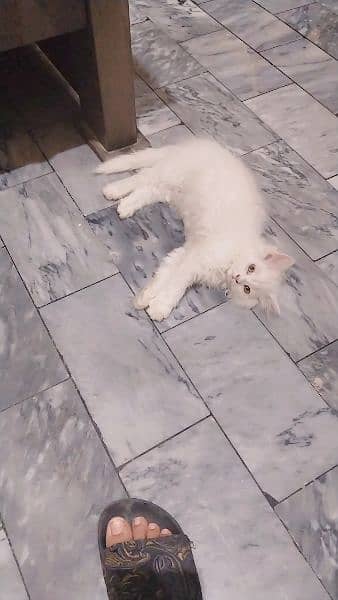 Very beautiful pets