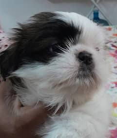 Three 3-month-old Shih Tzu Double Coat Puppies