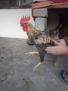 9 male rooster for sale. 03153202072. cntct on this no