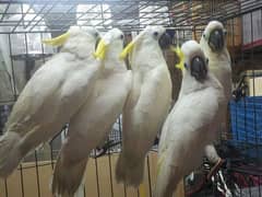 cockatoo parrot chicks 03086272747 hand tamed macaw parrot grey parrot