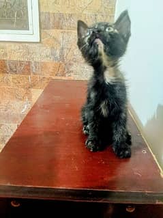 Persian Kitten Black